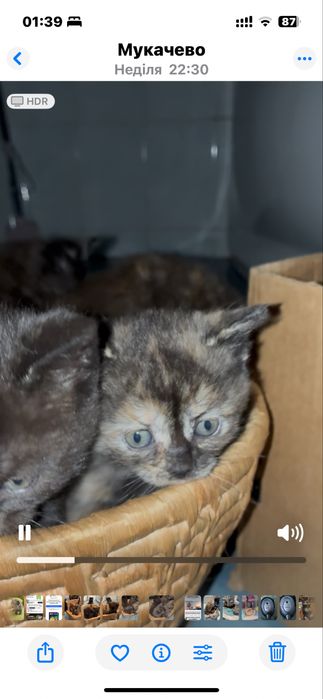 Кошенята&маленькі