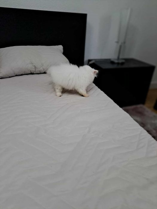 Gatinha persa linda branca