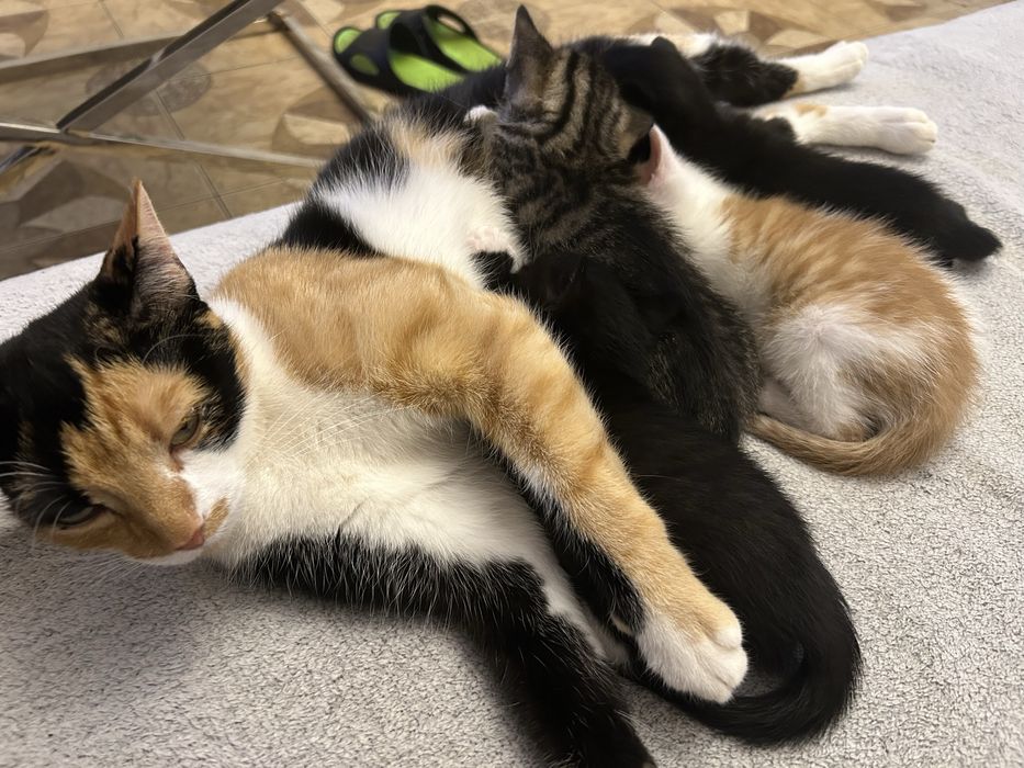 Oddam 3 kotki na kobiec listopada