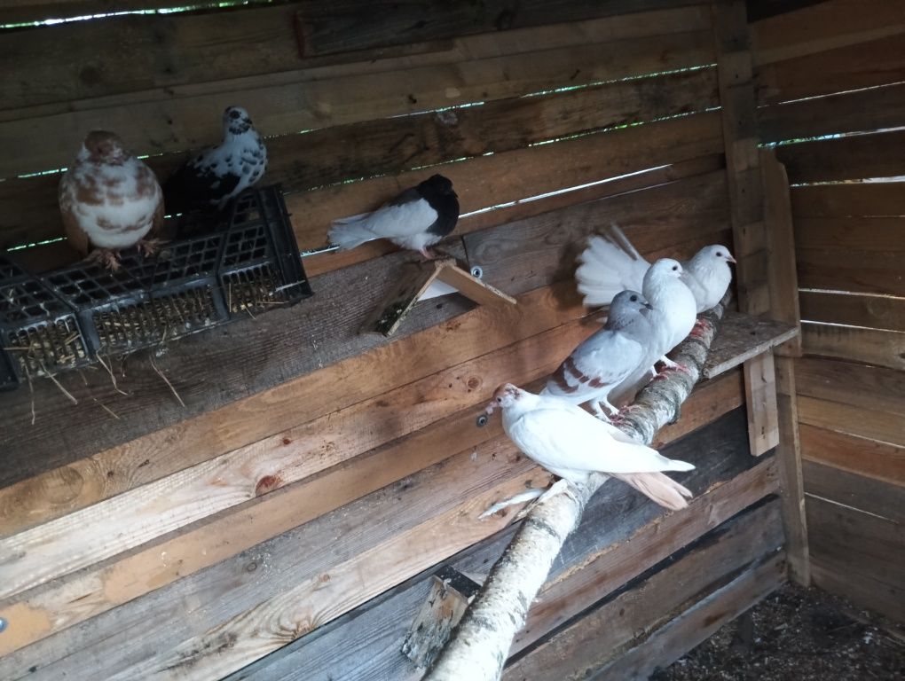 Młode ptaki ozdobne