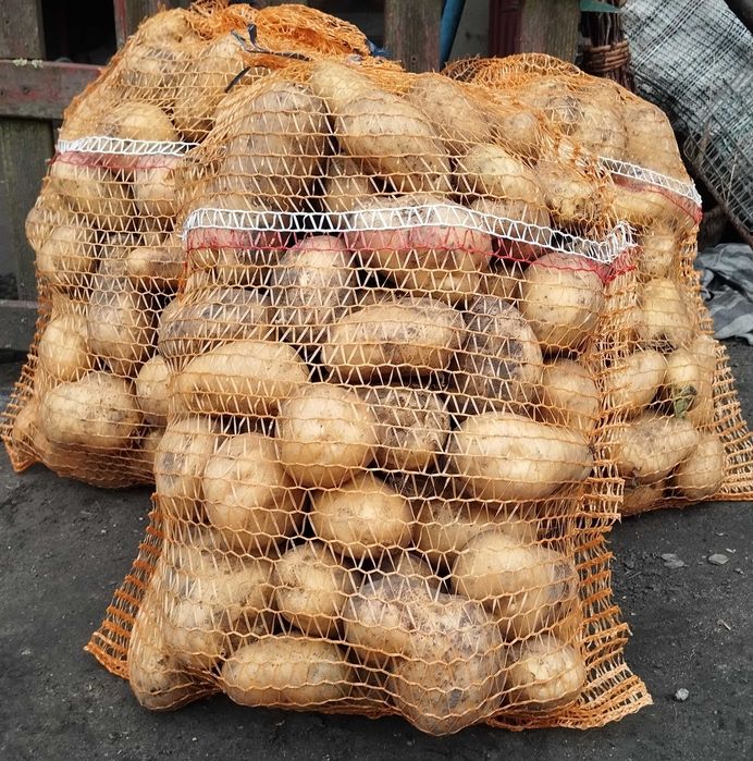 Ziemniaki Denar i Michalina Bella rosa