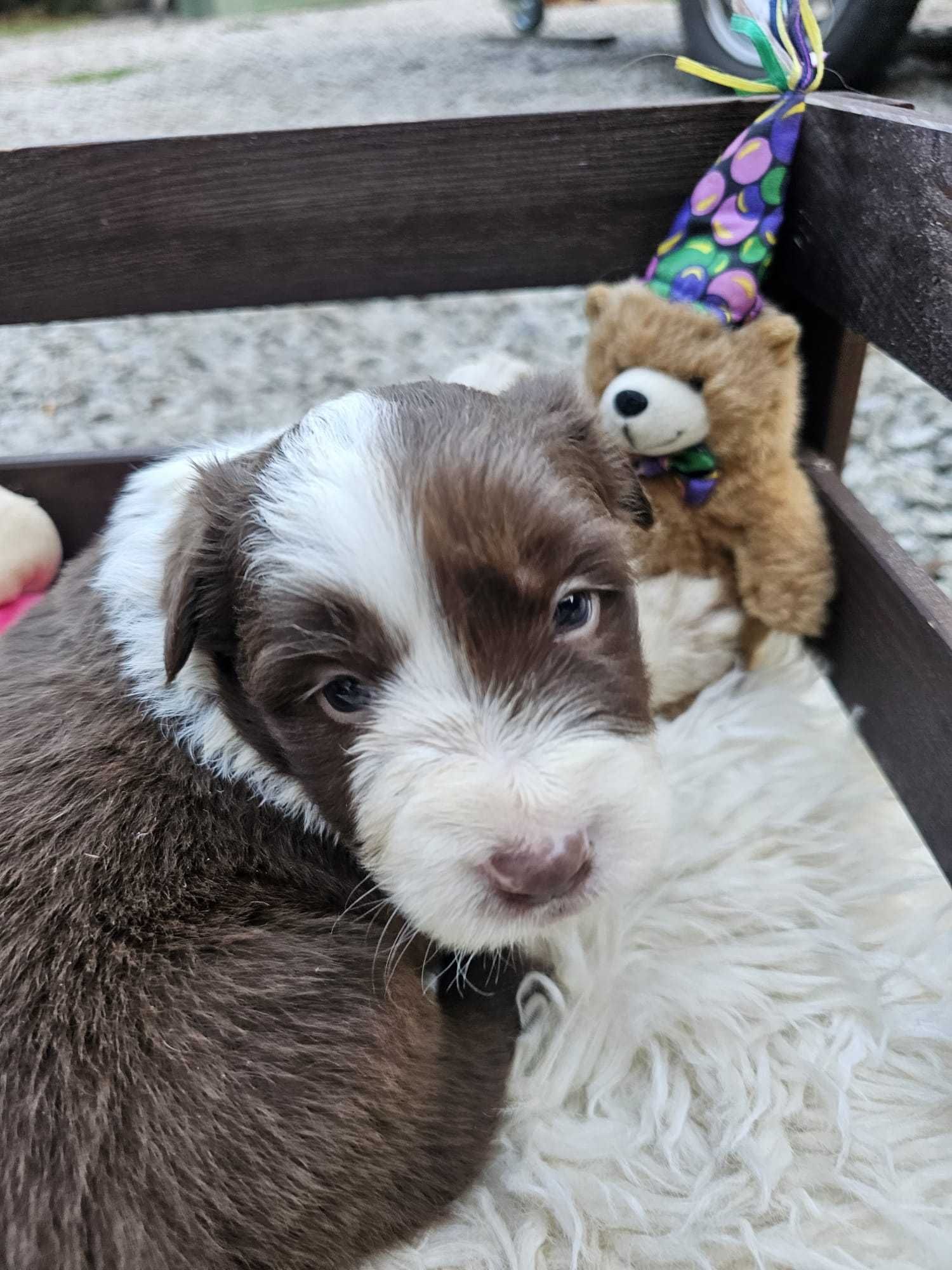 Border collie suczka z rodowodem czekoladowa przepiękna