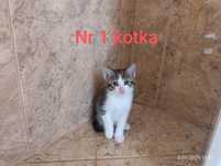 Oddam koty kotki