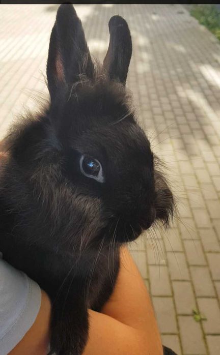 Króliczek Luna szuka rodzinę