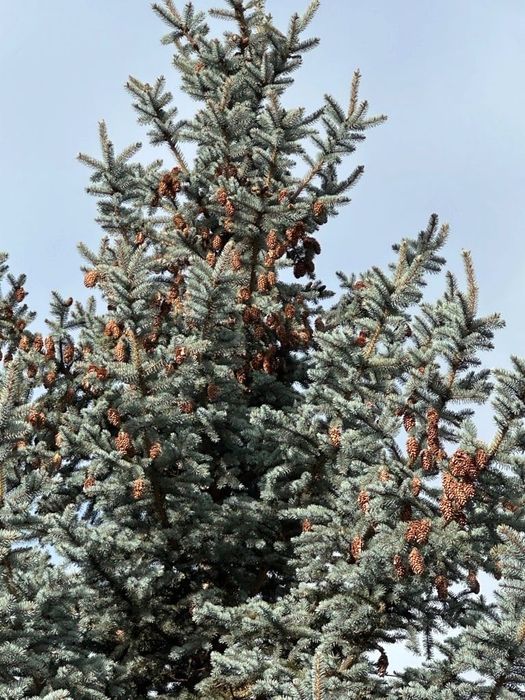 Продаю ялинку сріблясту висотою ~20м