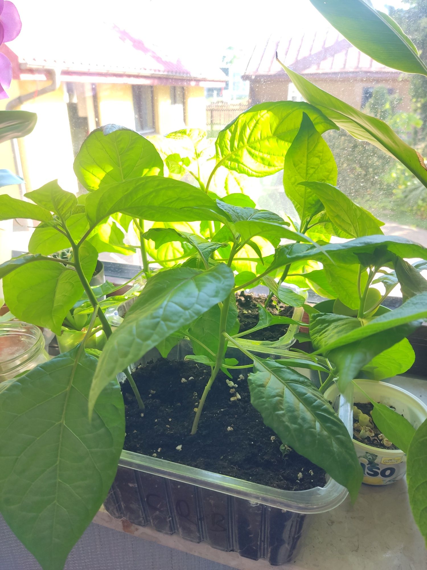 Najostrzejsza papryka na świecie - Carolina Reaper