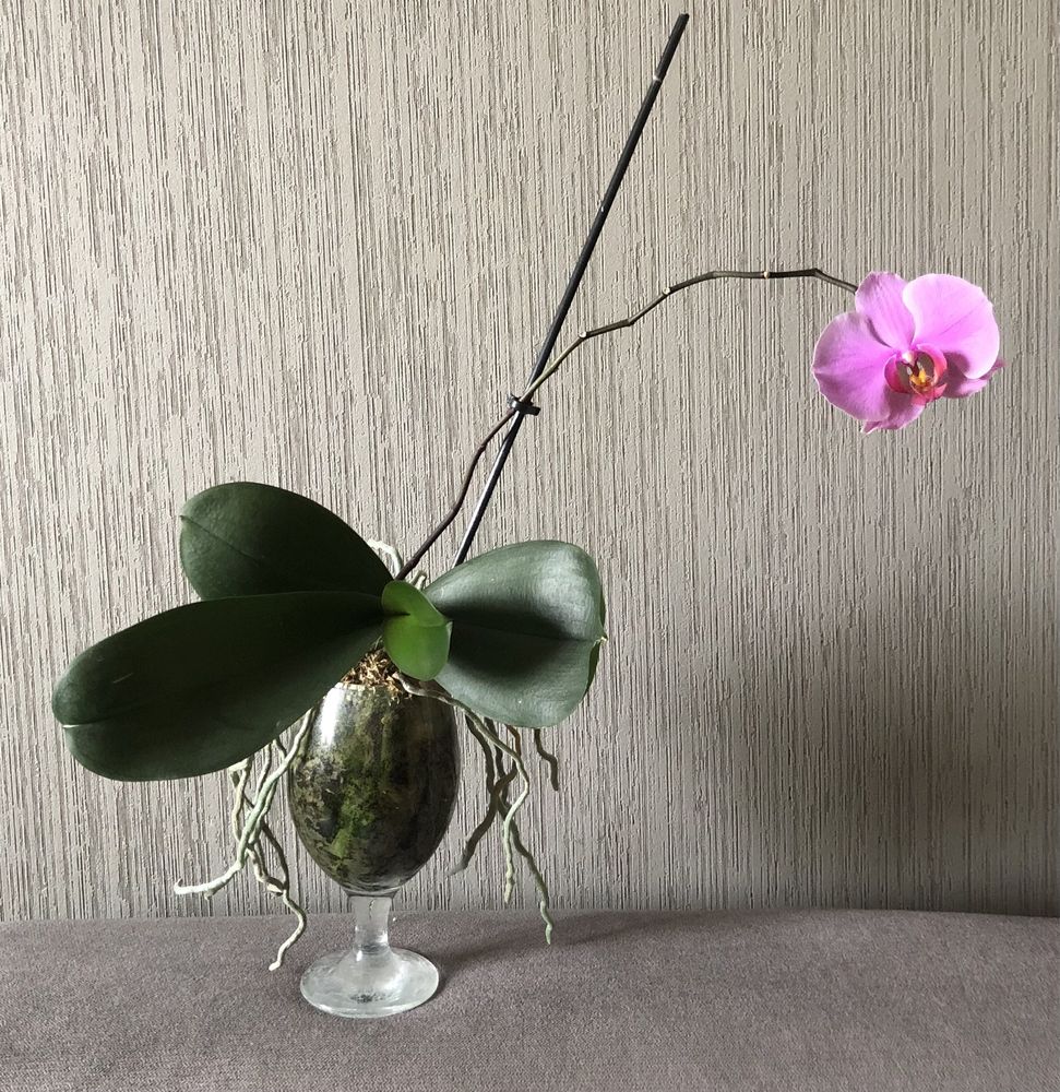 Фаленопсис орхідея орхидея