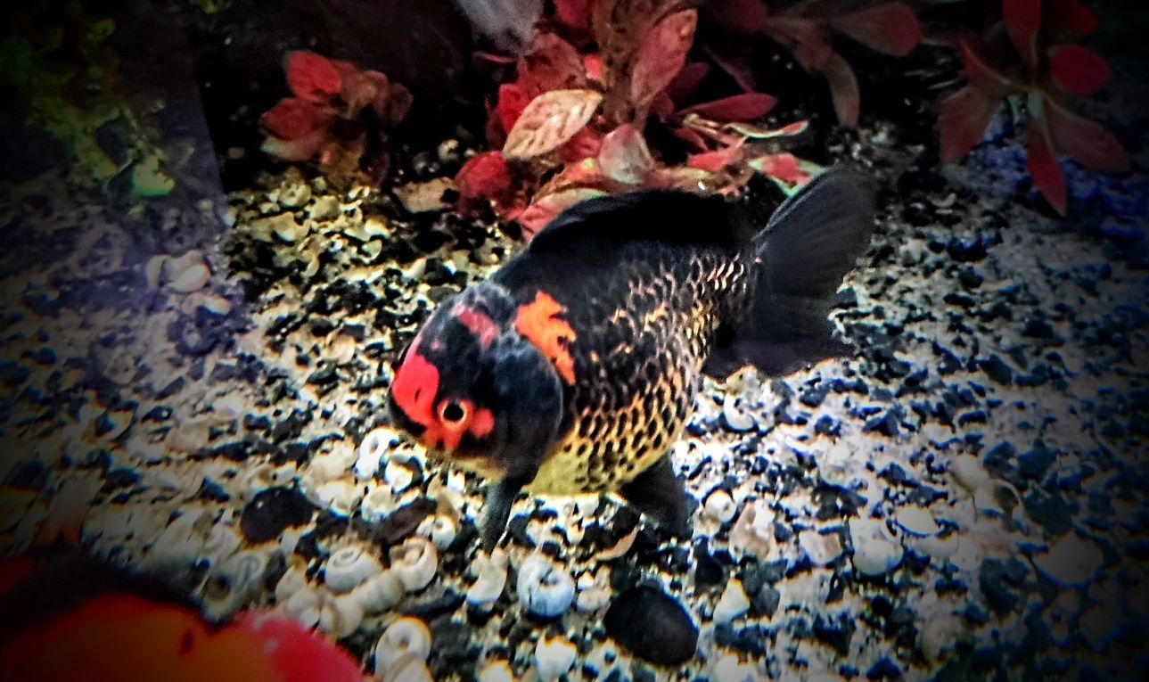 Goldfish ,,apache oranda,,  lwia glówka welonki welon welonka