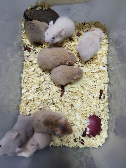 Chomik syryjski młode