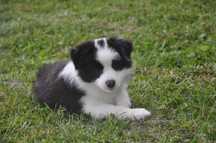 Piesek Border Collie czarno biały ZKwP FCI
