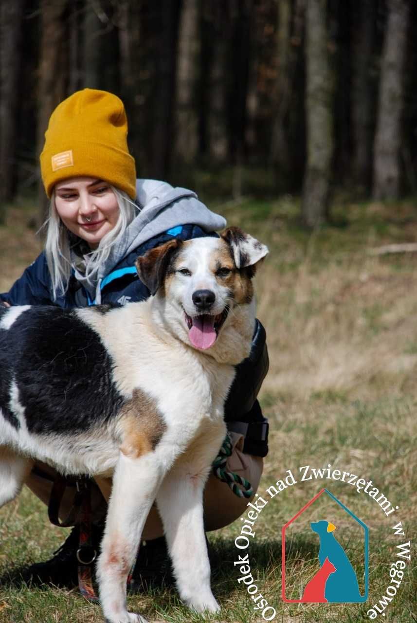 Duży, piękny, wesoły seniorek MAJOR - kocha ludzi - adoptuj