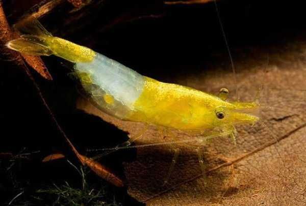 Krewetka YELLOW RILI - Neocaridina - Caridina - dowóz, wysyłka