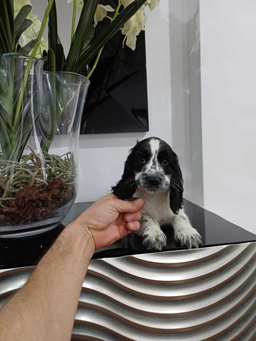 Cocker Spaniel Inglês  MACHO BRANCO E PRETO  TOP