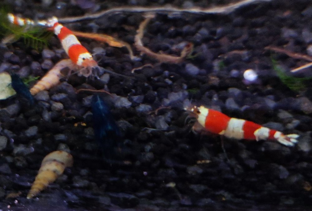 Neocaridinas/Caridinas