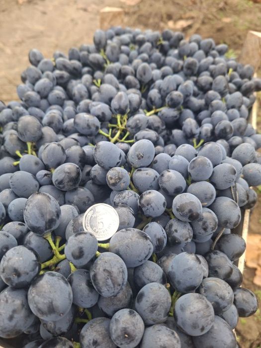 Виноград молдова ОПТ