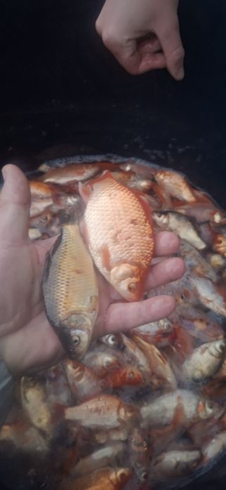 Karasie Koi narybek