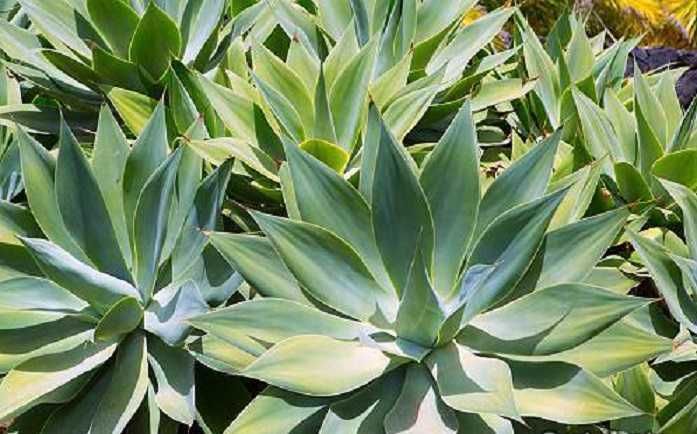 Planta de Madeira também conhecida como Agave Dragão