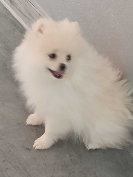 Szpic miniaturowy pomeranian