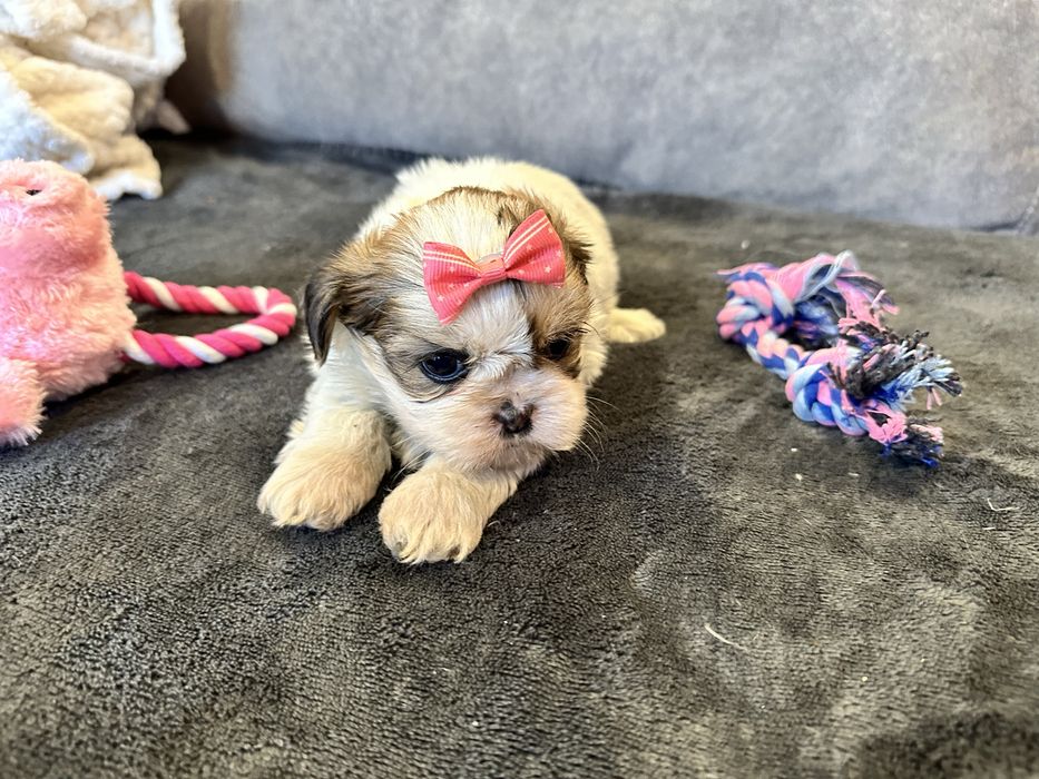Shihtzu fêmea  Linda