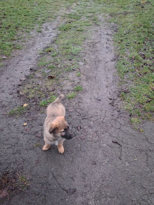 Цуценята в добрі руки