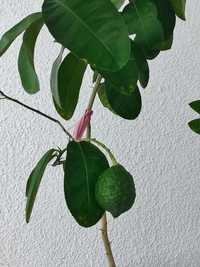 Продам дерева плодоносного лимона