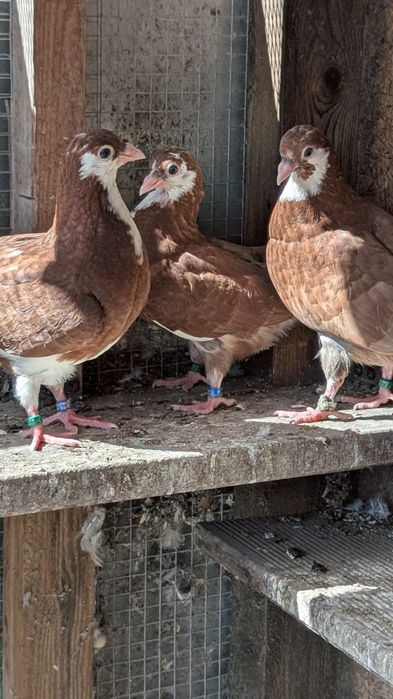 Wywrotki Rollery Gałackie gołębie