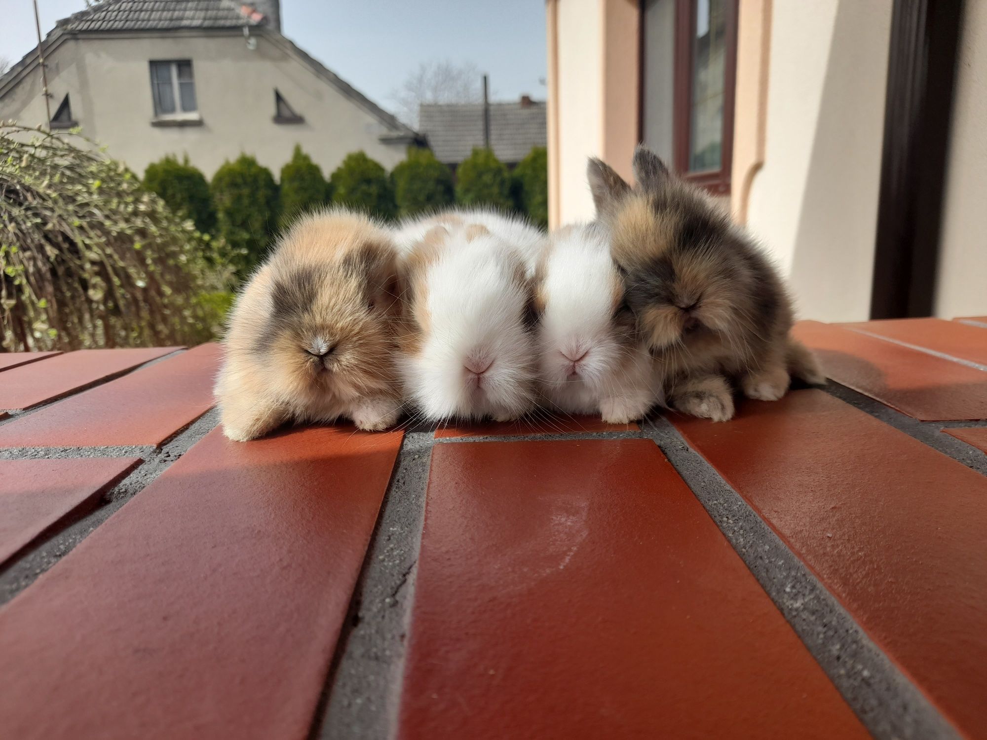 Króliczki karzełki króliki miniaturki teddy mini lop