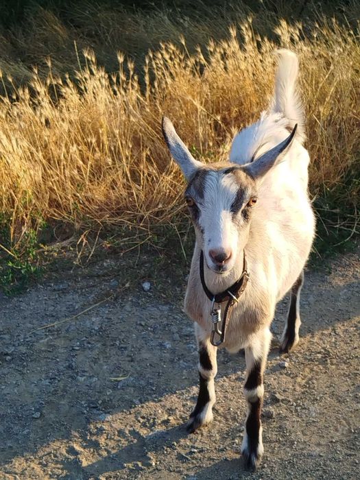 Продам дійних кіз.