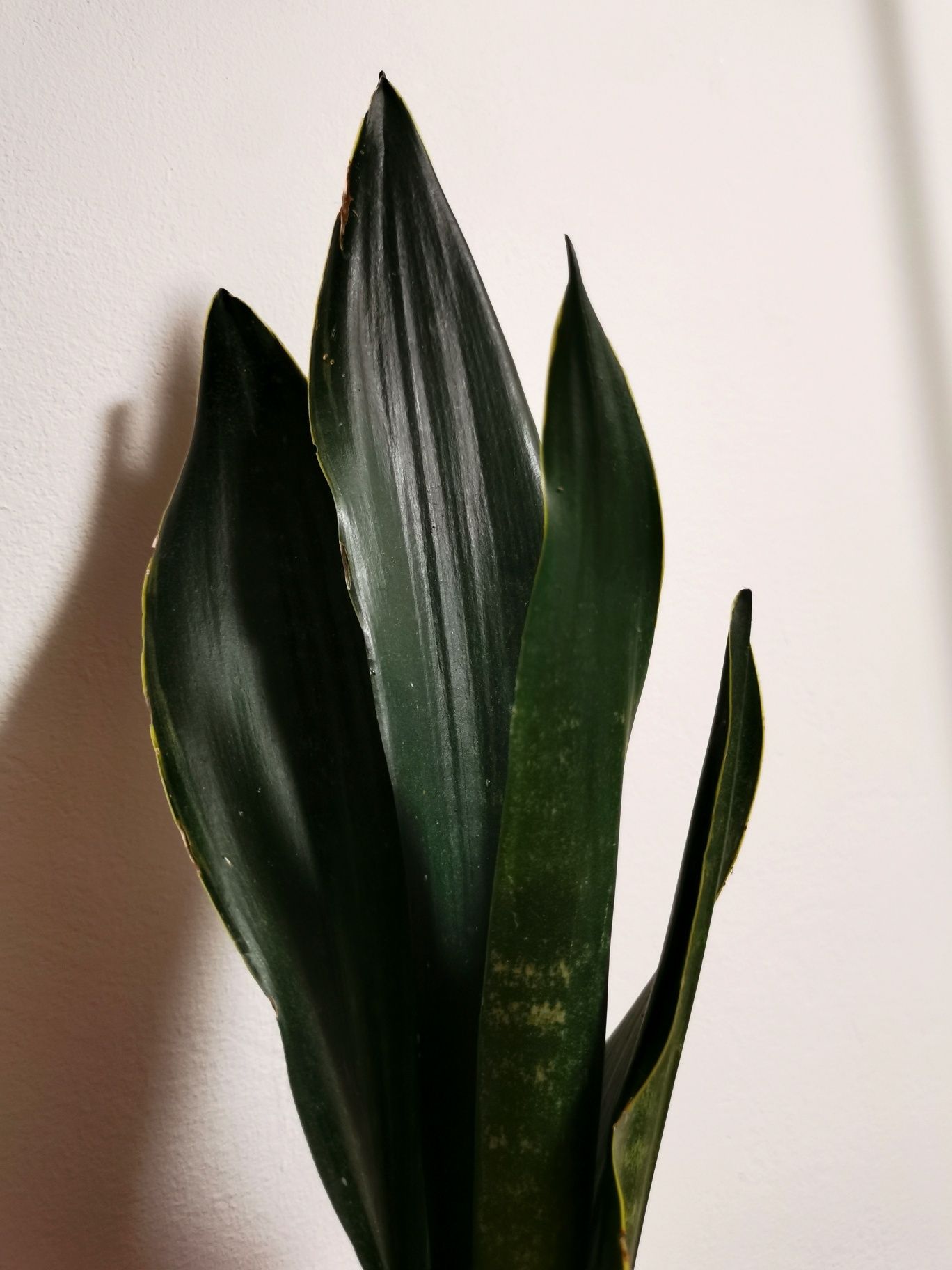 Duża roślina sansewieria, sansevieria, wężownica