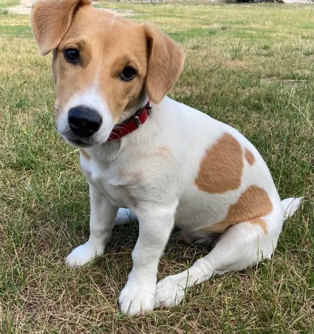 Poszukiwany Jack Russell terrier