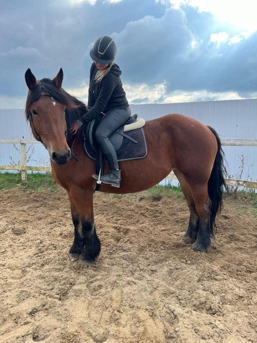 Konie zimnokrwiste, klacze i wałach