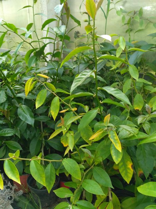 Pereskia Aculeata (Ora Pro Nobis)
