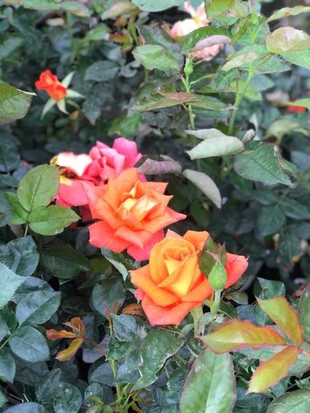 Róża Wielkokwiatowa-Parkowa-Rabatowa Mix Kolorów Cena 25 zł