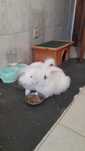 Dou 2 coelhos anões