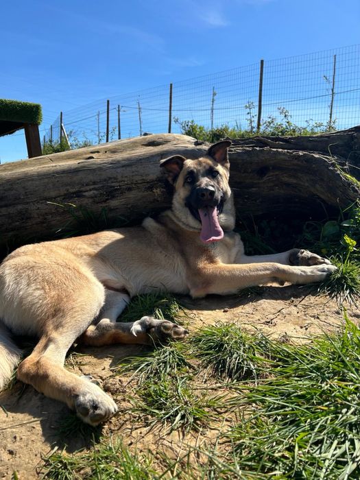 Cadela - Serra da Estrela com Pastor Alemão
