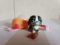 Figurka LPS PIES BERNARDYN # 145  + dodatki UNIKAT   littlest pet shop