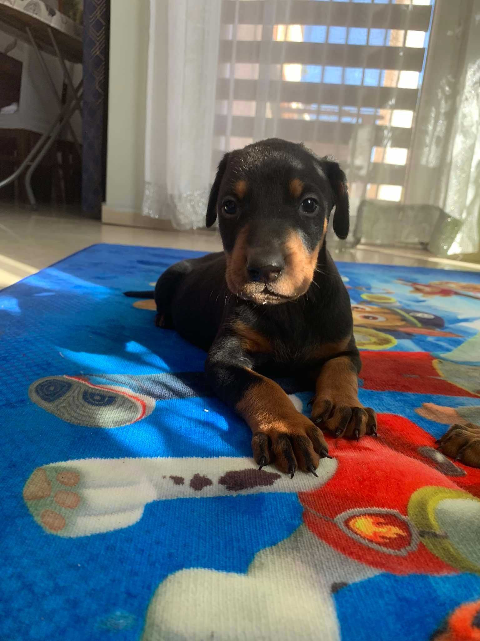Szczenie doberman