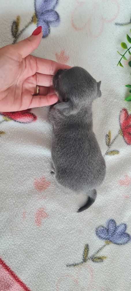 Estupenda Chihuahua de Qualidade. Linhagem Russa