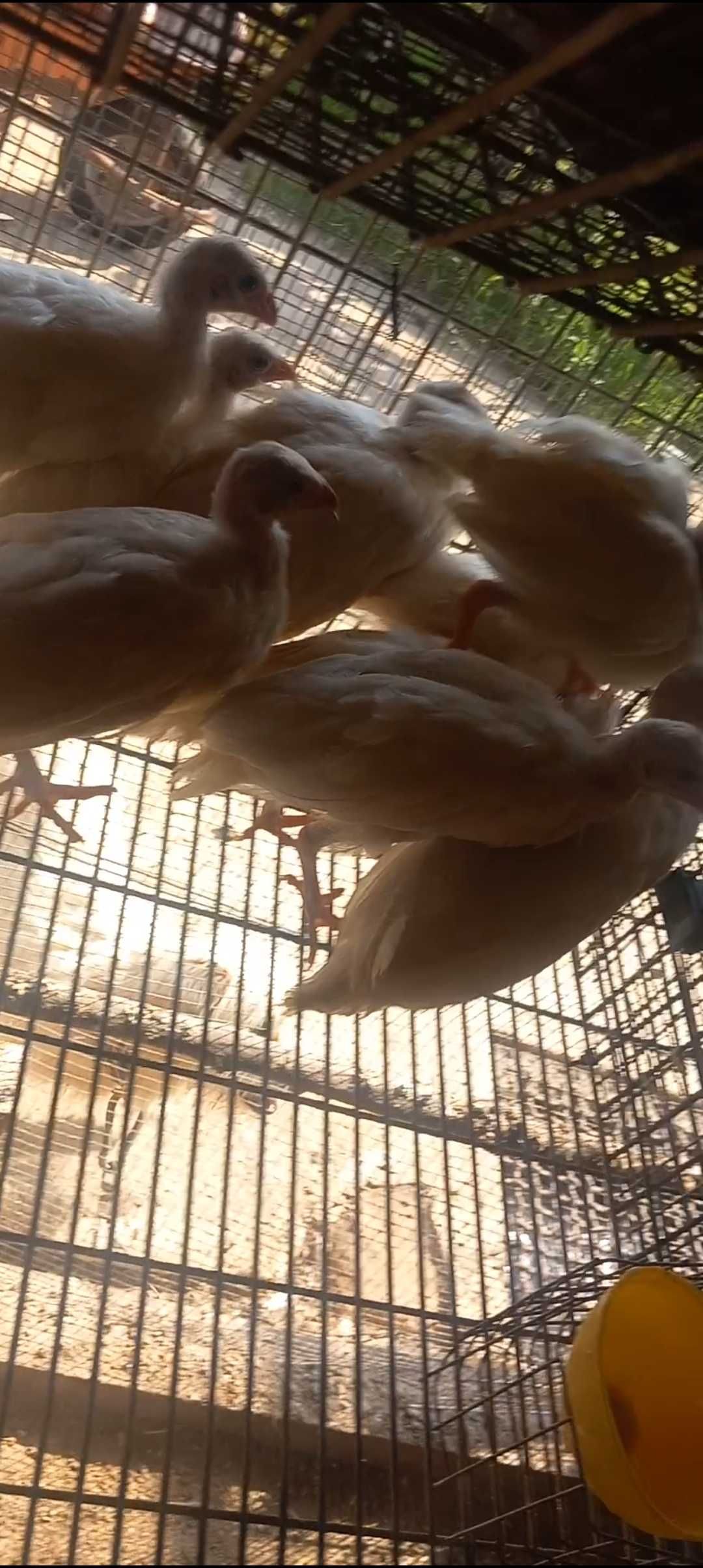 Galinhas de angola