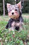 Yorkshire Terrier ZKwP (FCI)