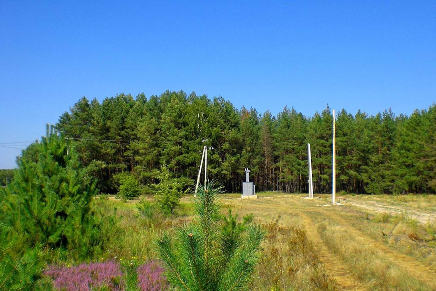 Ділянка в сосновому лісу, с.Ясногородка