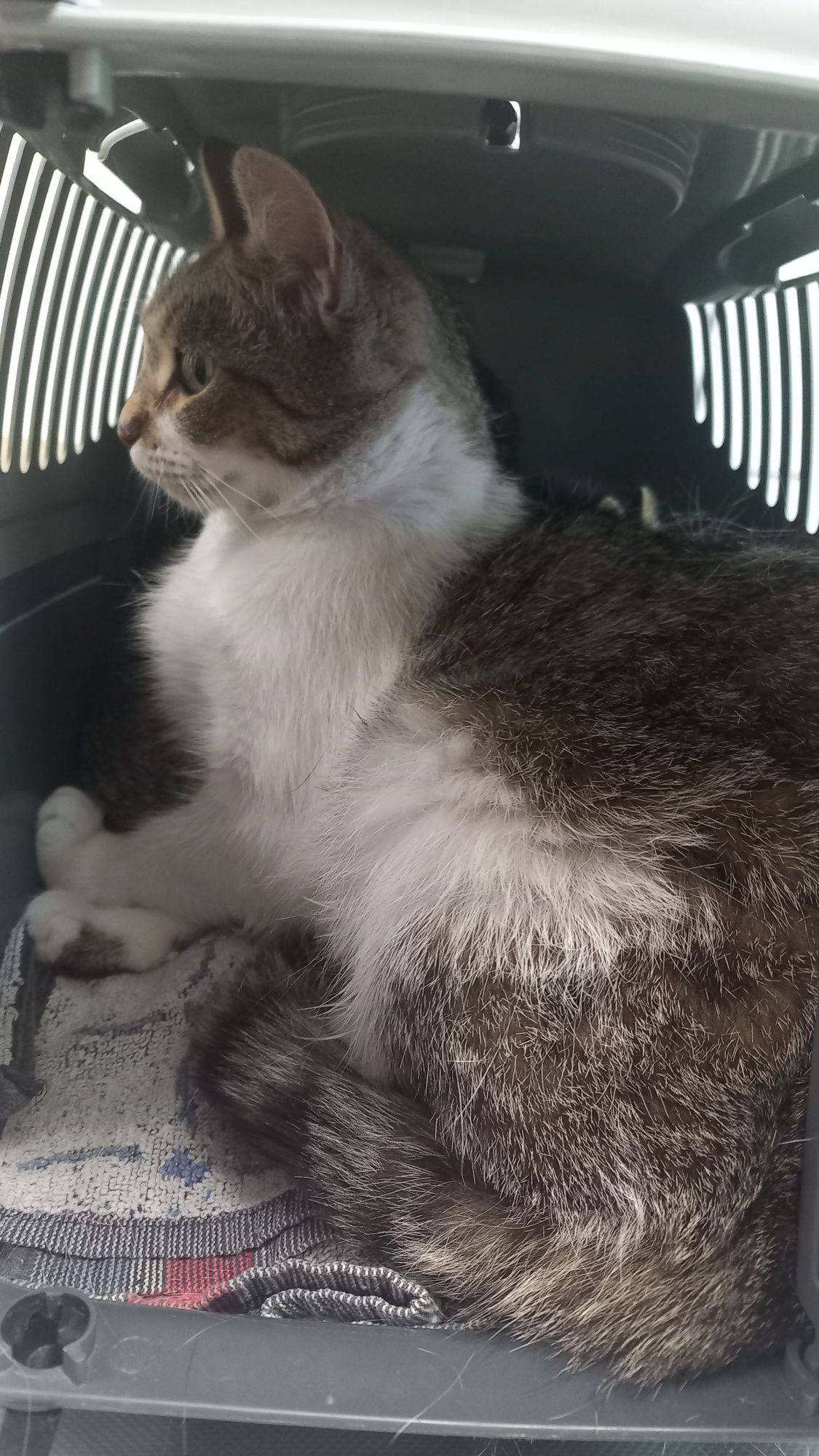 Przepiękna mamunia do adopcji