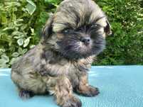 Cudowny piesek shih-tzu malutka