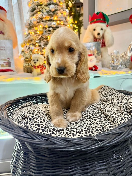 Cocker  menino fantastico