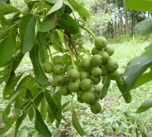 Горіх Ідеал. Саджанці Волоського горіха.