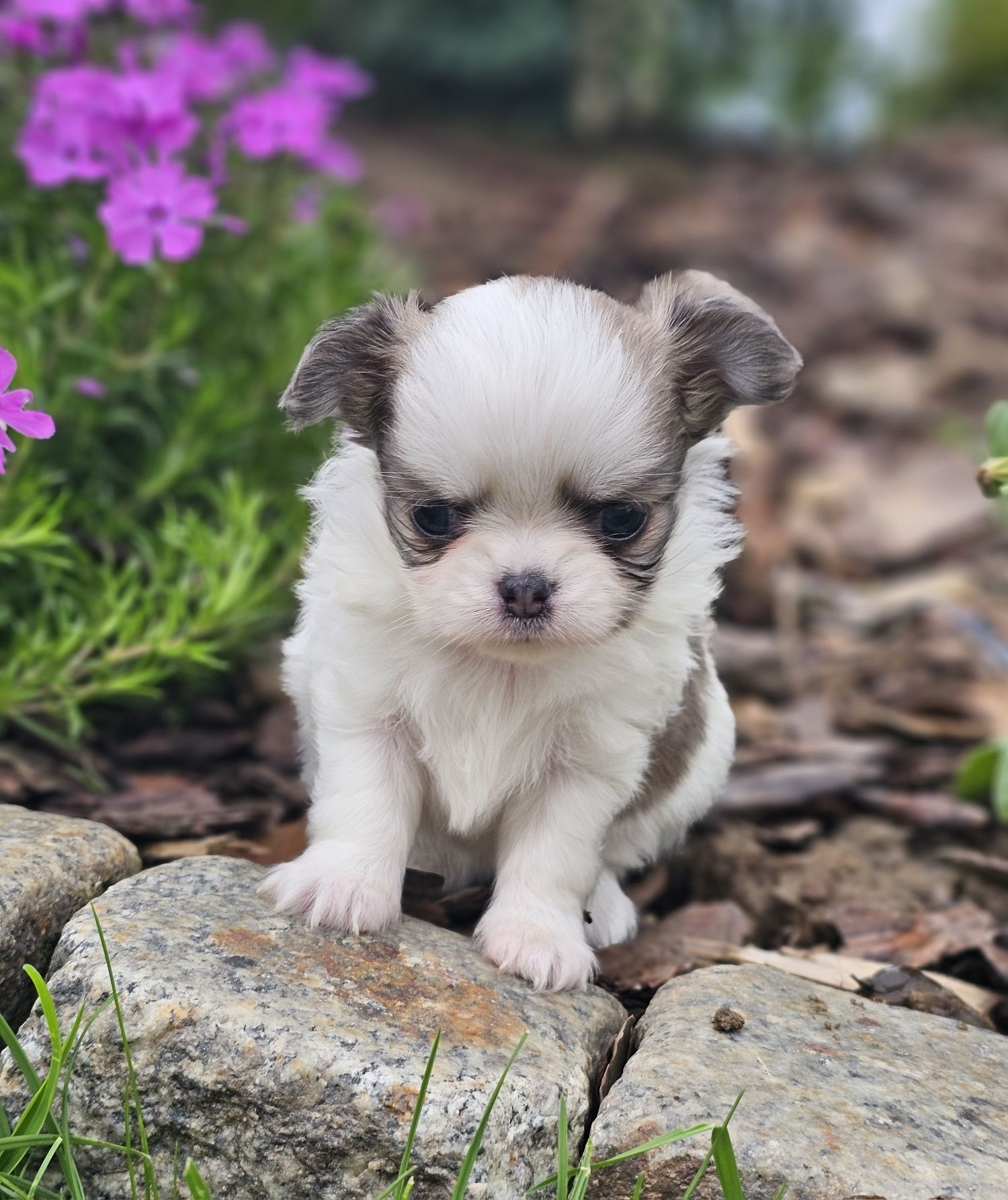 Śliczna długowłosa Chihuahua, FCI, ZkwP