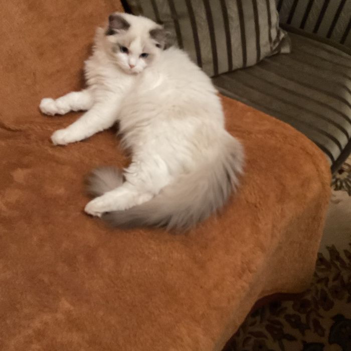 Roczny kocurek ragdoll