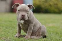 American Bully Pocked