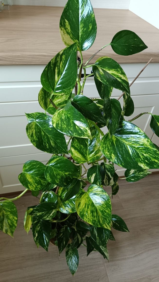 Epipremnum Aureum (złociste). Długość pędów ok 3 metry.