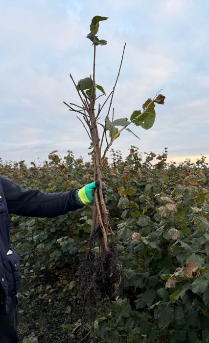 Продам дворічні саджанці фундука Істрійський довгий (Istarski dugi)